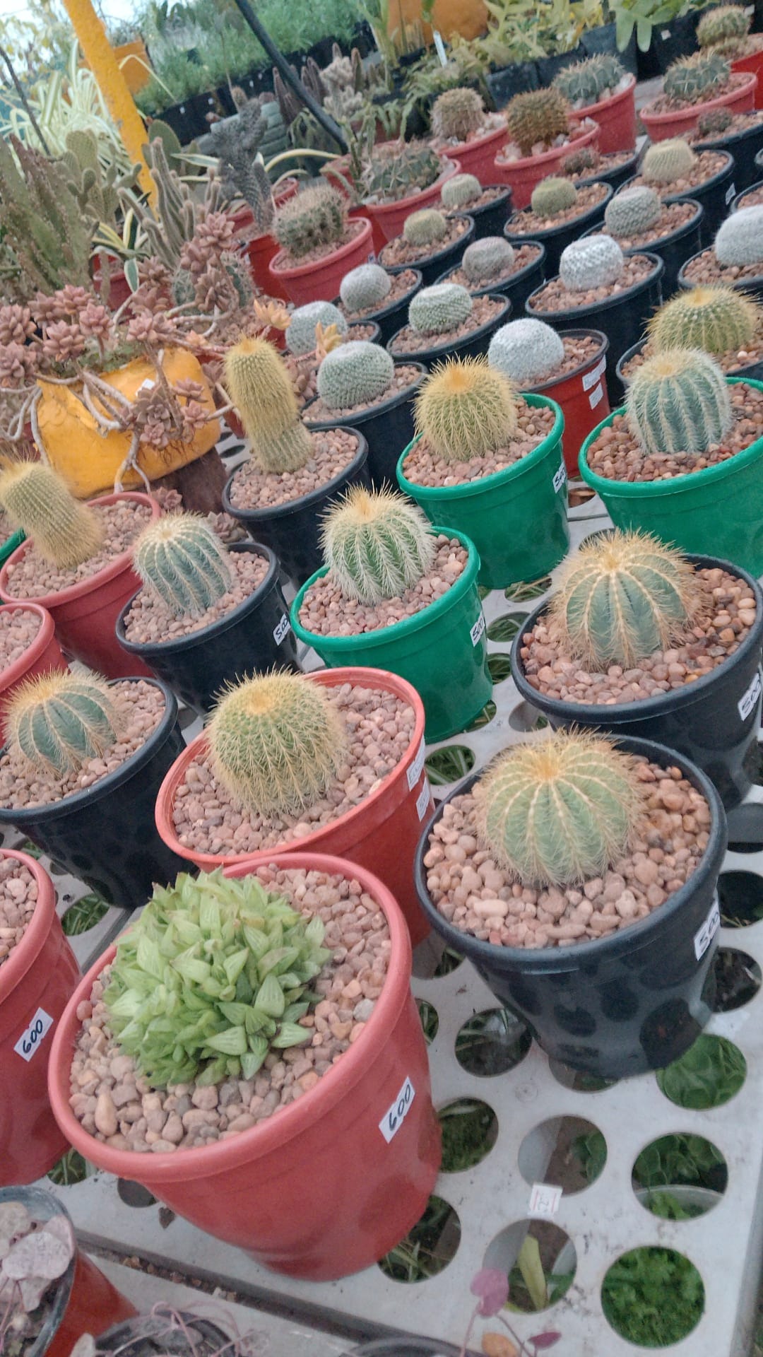 VIVERO LAS ALEGRÍAS  