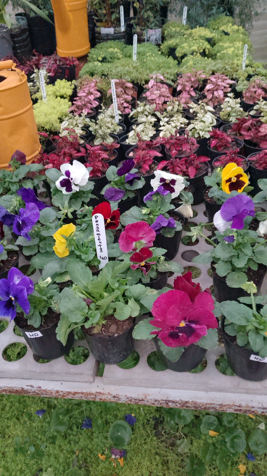 VIVERO LAS ALEGRÍAS  