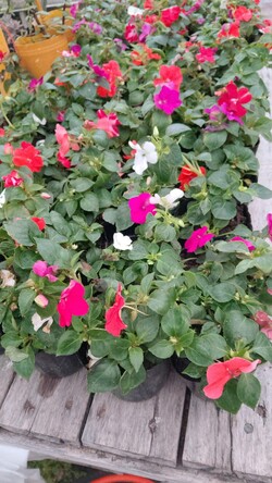 VIVERO LAS ALEGRÍAS 