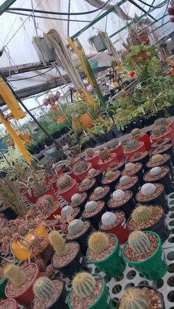 VIVERO LAS ALEGRÍAS 