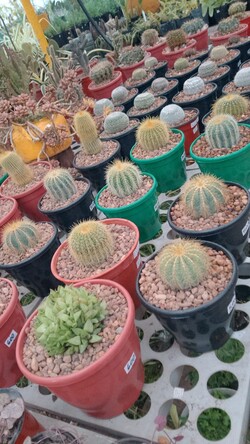 VIVERO LAS ALEGRÍAS 