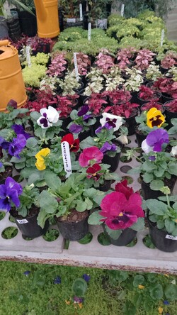 VIVERO LAS ALEGRÍAS 