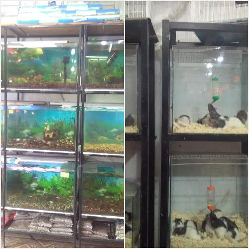 ACUARIOS Y VENTA DE ROEDORES AGROMASCOTAS