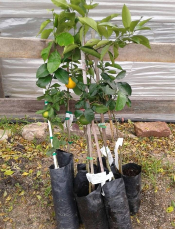 VIVERO LOS HELECHOS  