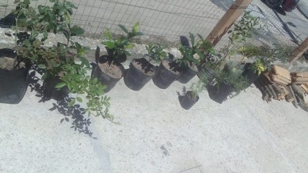 Agropecuaria Damián 