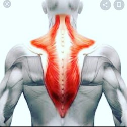 LORENA SEDARRI QUIROPRAXIA 