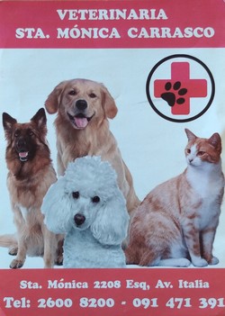 VETERINARIA SANTA MONICA 