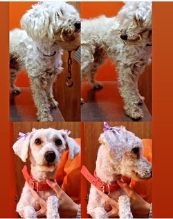 VETERINARIA DOS TEROS baños caminos