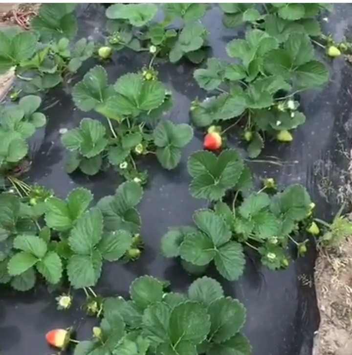 REINA culto de frutillas 