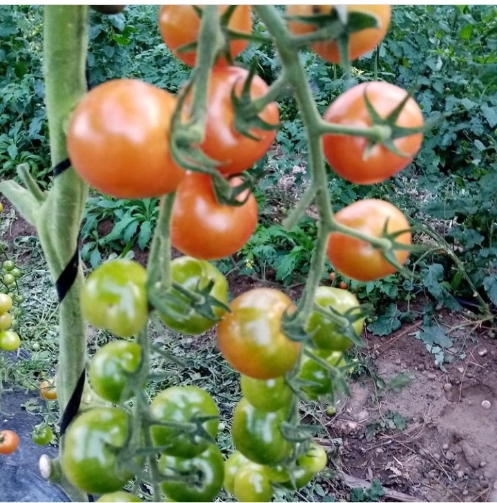 REINA plantación de tomates Cherry 