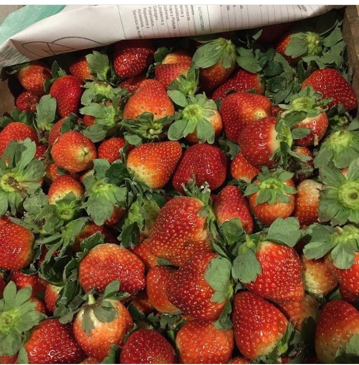 REINA frutillas 