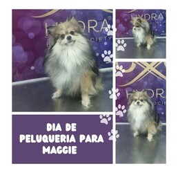 VETERINARIA LA COMERCIAL VETERINARIA LA COMERCIAL