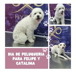 VETERINARIA LA COMERCIAL VETERINARIA LA COMERCIAL