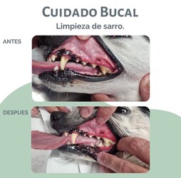 VETERINARIA LA COMERCIAL VETERINARIA LA COMERCIAL