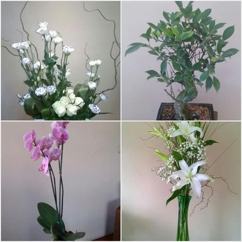 FLORES, PLANTAS LA CAPILLA