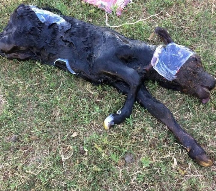 VETERINARIO MOVIL Hermoso momento!!!! 