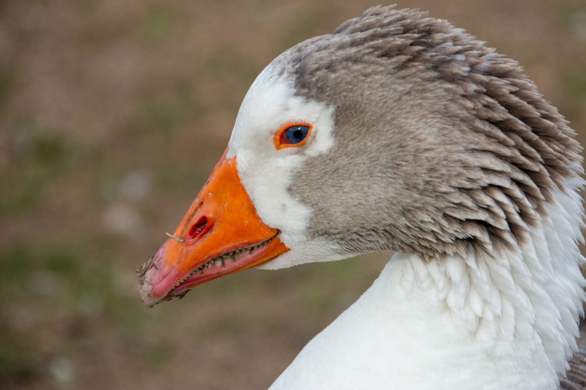 RESERVA KERAYVOTY pato 