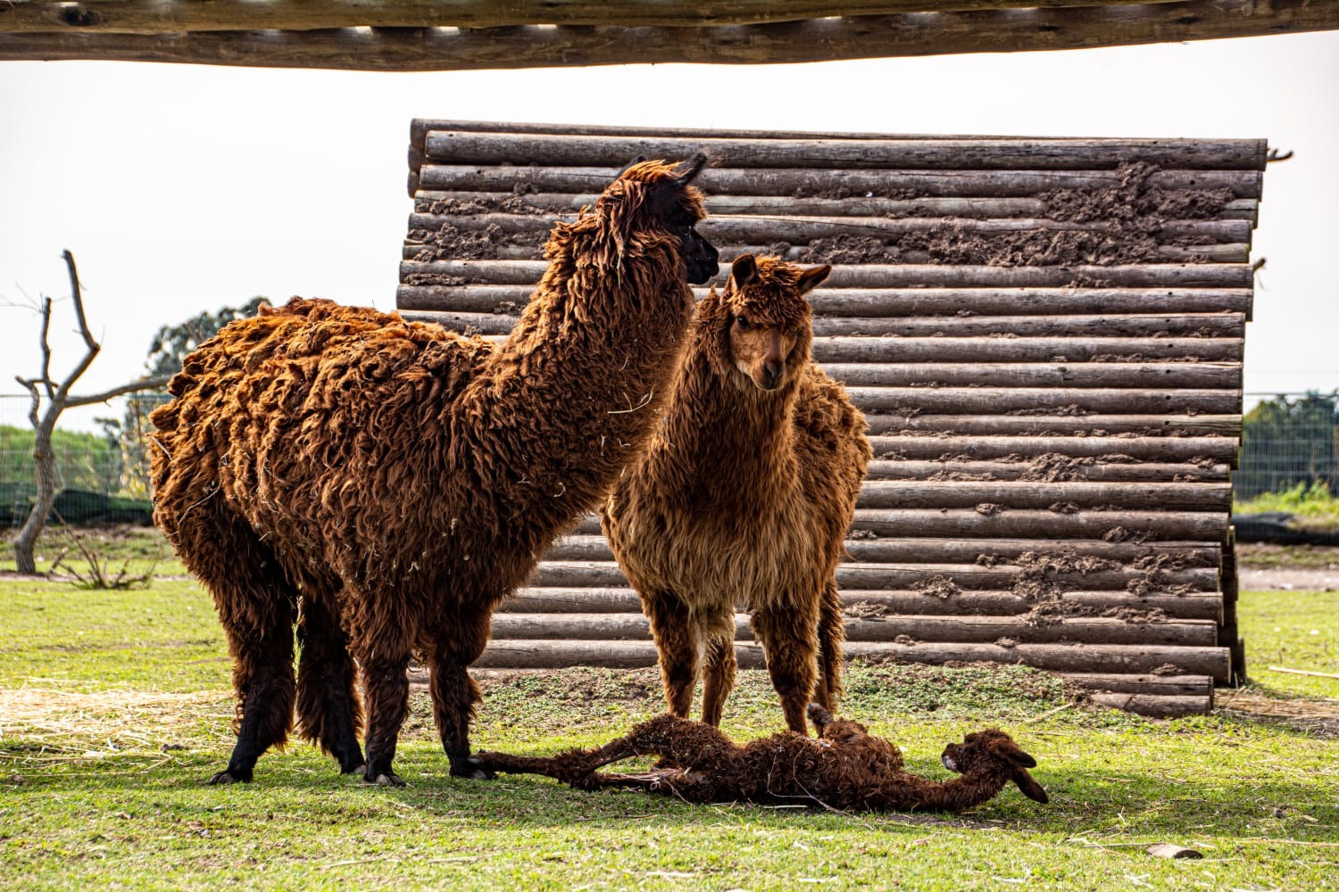 RESERVA KERAYVOTY llamas  alpaca 