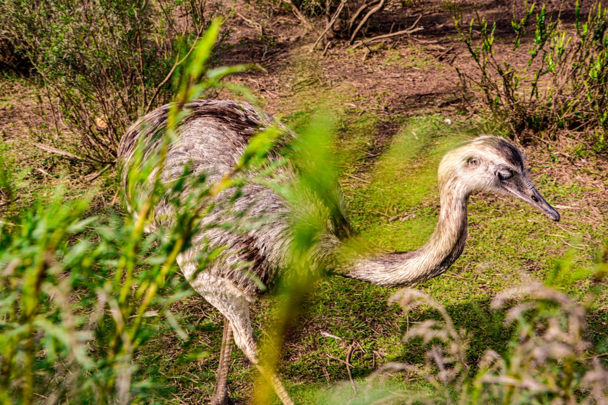 RESERVA KERAYVOTY ñandú  