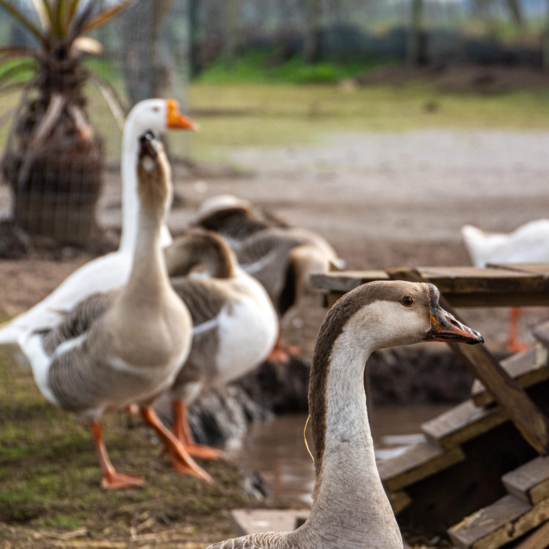 RESERVA KERAYVOTY ganzos  
