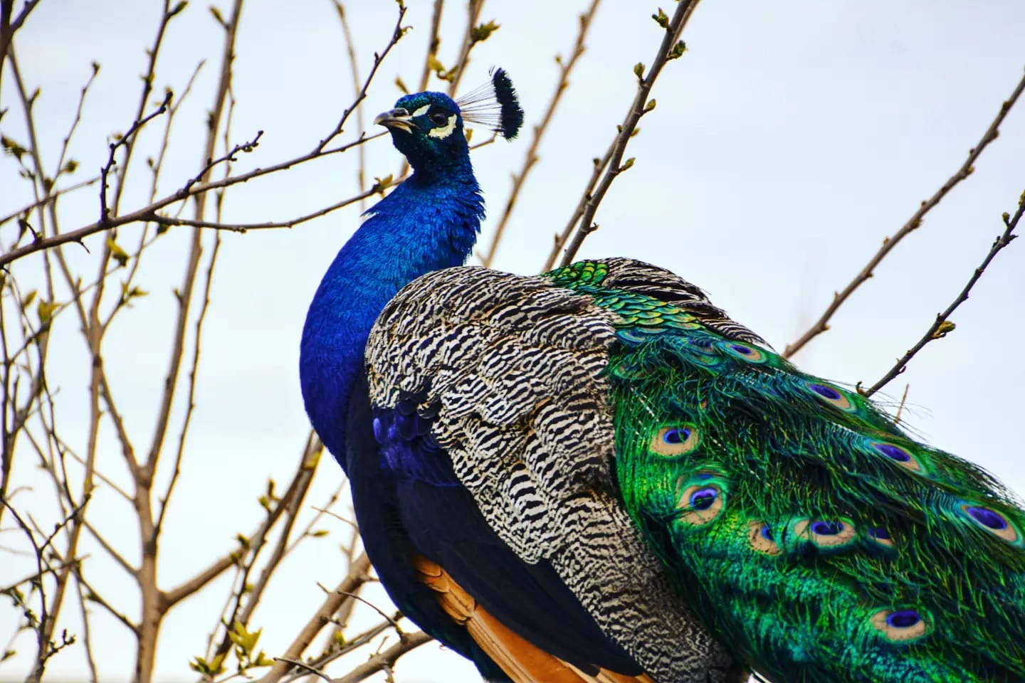 RESERVA KERAYVOTY Pablo real  