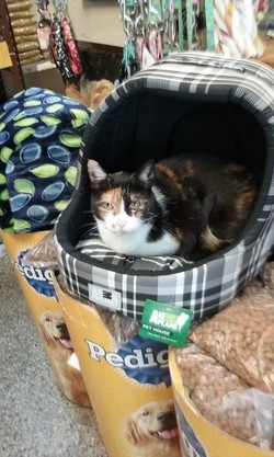 VETELCA VETERINARIA EL CACHORRO 