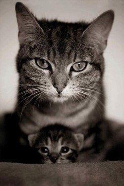 VETELCA VETERINARIA EL CACHORRO 