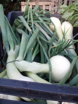 LAS GUADALUPES FRUTAS Y VERDURAS Cebolla
