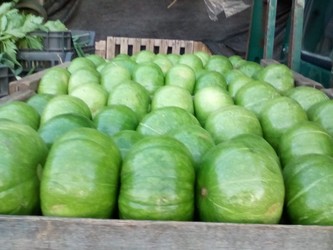 LAS GUADALUPES FRUTAS Y VERDURAS Zapallitos