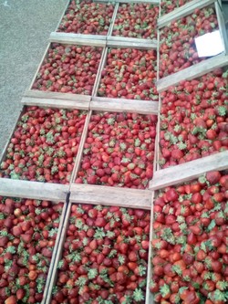 LAS GUADALUPES FRUTAS Y VERDURAS Frutillas