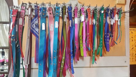 CLINICA VETERINARIA CARAFI 