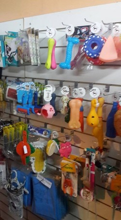 CLINICA VETERINARIA CARAFI 