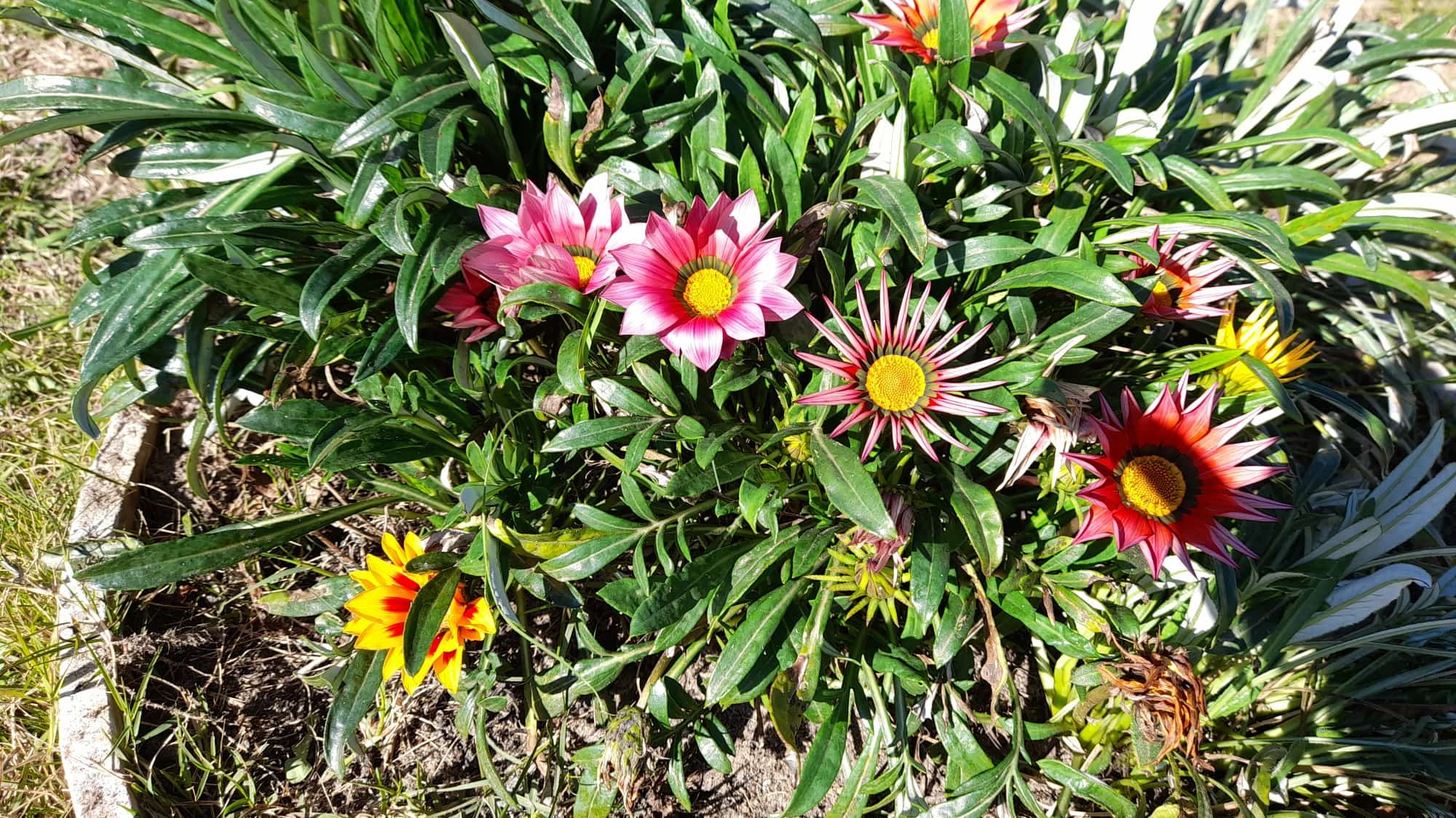 CASA HOGAR LAS LUNAS  