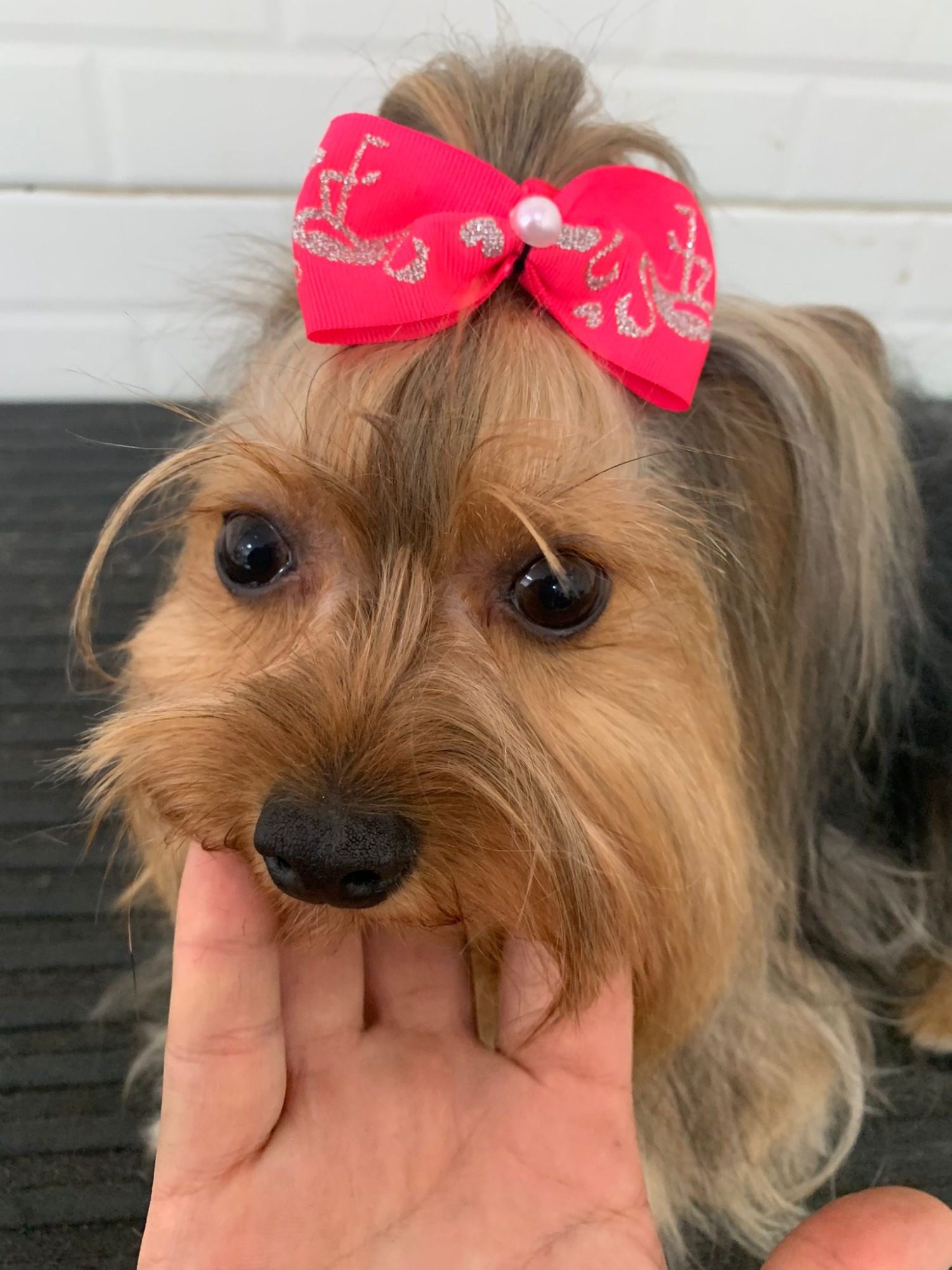 CANY CAT CENTRO DE ESTÉTICA CANINA  