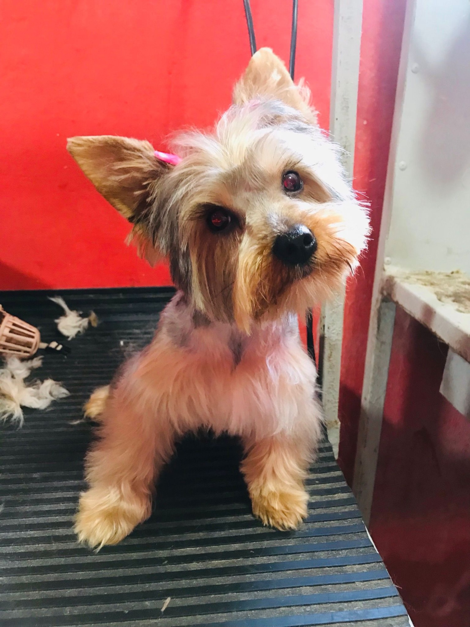 CANY CAT CENTRO DE ESTÉTICA CANINA  