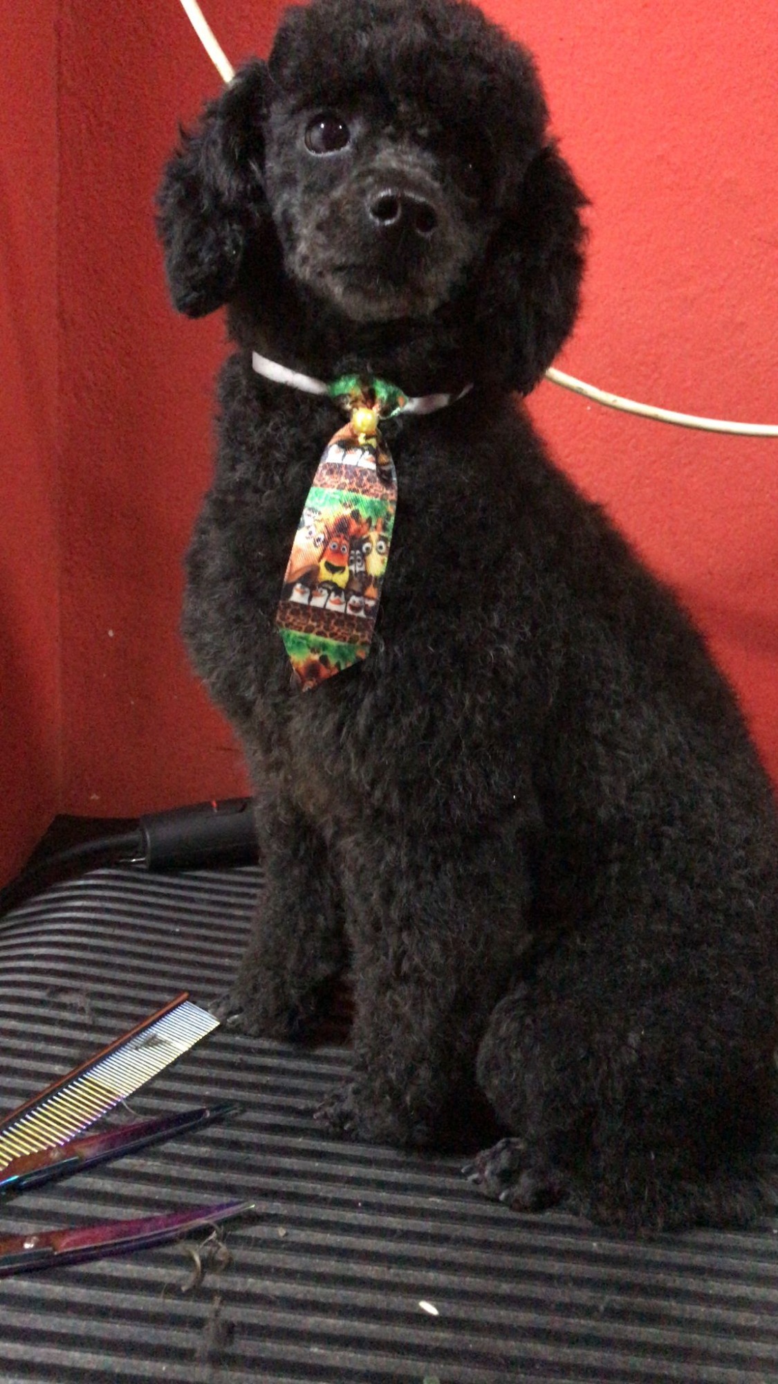 CANY CAT CENTRO DE ESTÉTICA CANINA  