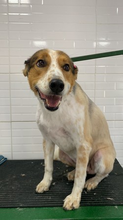 CANY CAT CENTRO DE ESTÉTICA CANINA 