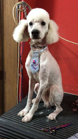 CANY CAT CENTRO DE ESTÉTICA CANINA 