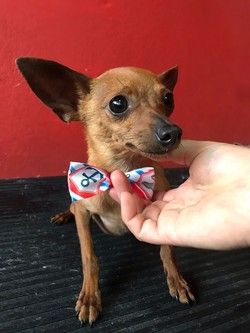 CANY CAT CENTRO DE ESTÉTICA CANINA 