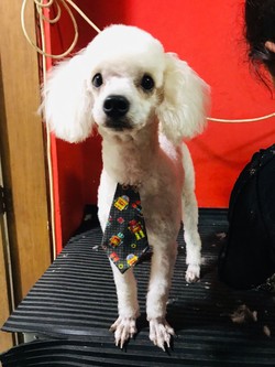 CANY CAT CENTRO DE ESTÉTICA CANINA 