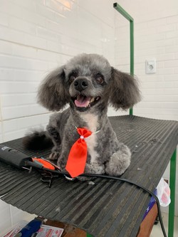 CANY CAT CENTRO DE ESTÉTICA CANINA 