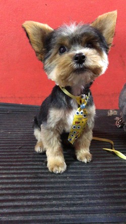 CANY CAT CENTRO DE ESTÉTICA CANINA 