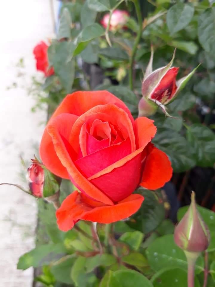 LEÑERIA CIBILS  Rosas