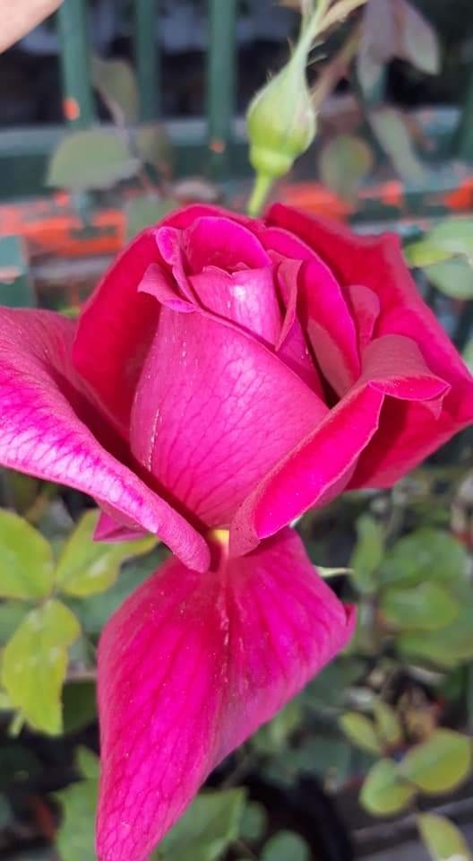 LEÑERIA CIBILS  Rosas