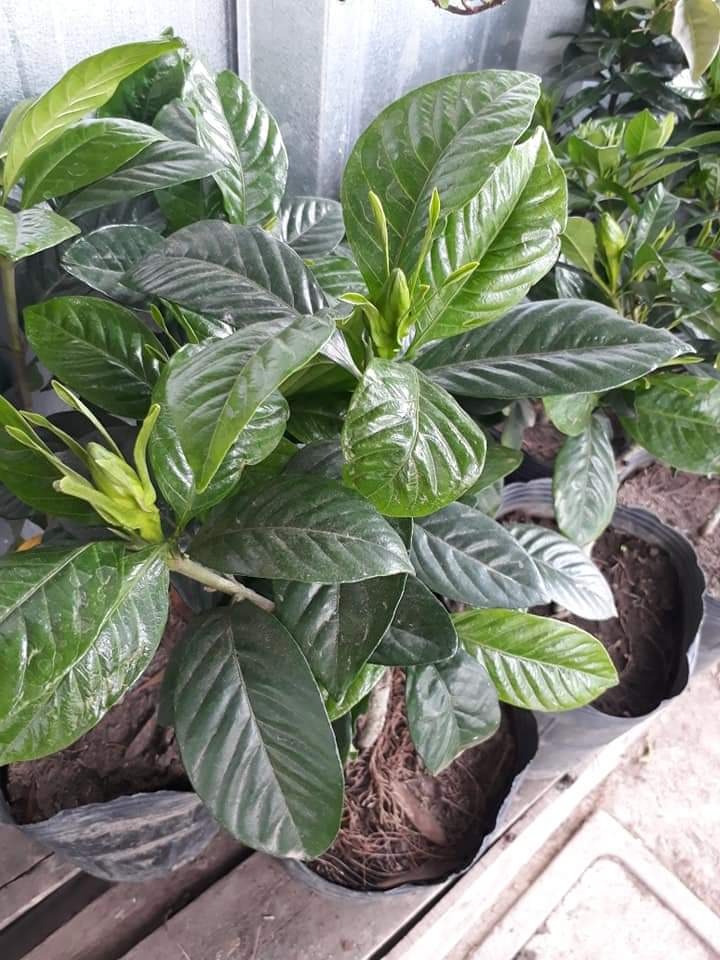 LEÑERIA CIBILS  Plantas