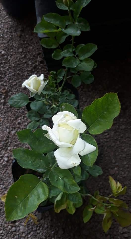 LEÑERIA CIBILS  Jazmín