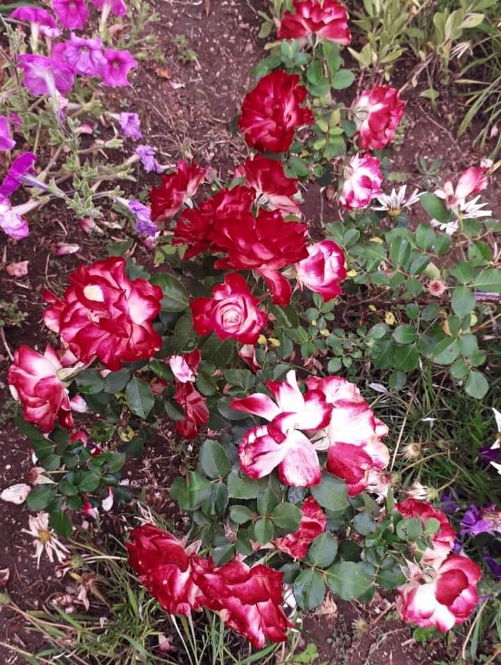 LEÑERIA CIBILS  Flores arómaticas