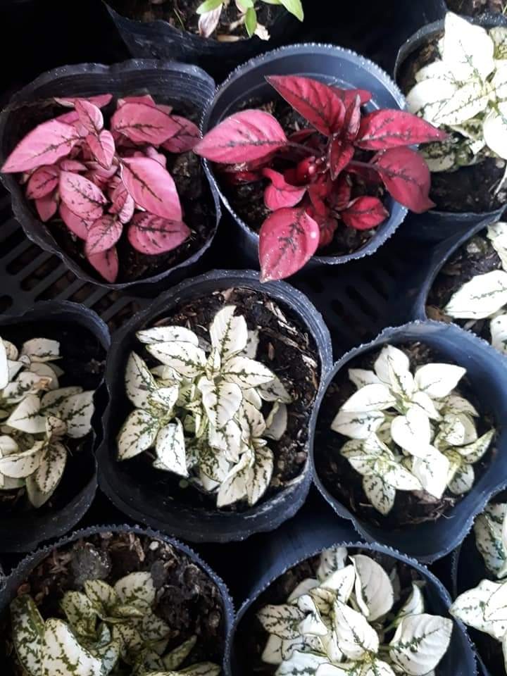 LEÑERIA CIBILS  Plantas