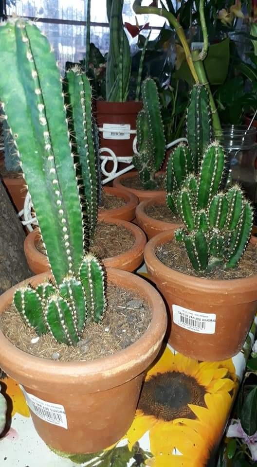 LEÑERIA CIBILS  Cactus
