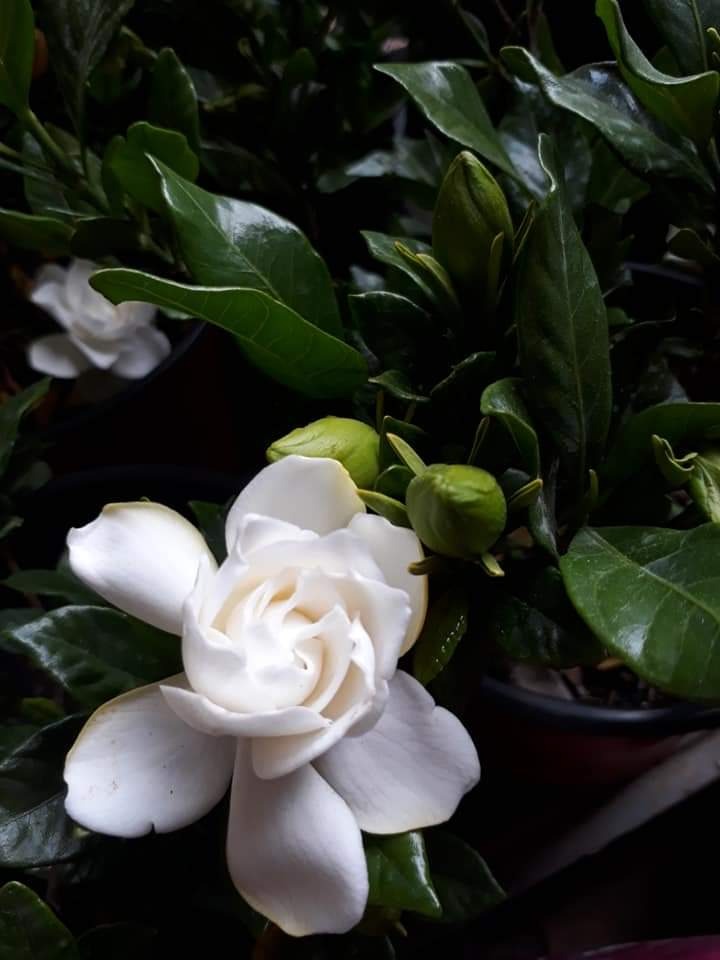 LEÑERIA CIBILS  Jazmín